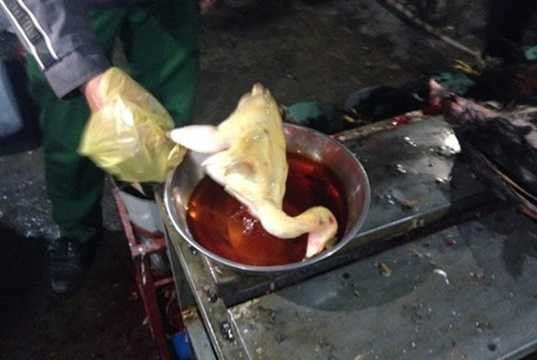 Người tiêu dùng khi thường xuyên ăn loại gà ngâm hóa chất sẽ đối mặt với những tổn hại nghiêm trọng về sức khỏe. Hóa chất để nhuộm vàng da thịt gà rất độc hại, có thể gây ra bệnh sơ gan, phù phổi, thậm chí dẫn đến tử vong. Ớn lạnh với hình ảnh nhuộm gà bằng hóa chất. Ảnh minh họa. Người tiêu dùng khi thường xuyên ăn loại gà ngâm hóa chất sẽ đối mặt với những tổn hại nghiêm trọng về sức khỏe. Hóa chất để nhuộm vàng da thịt gà rất độc hại, có thể gây ra bệnh sơ gan, phù phổi, thậm chí dẫn đến tử vong. Ớn lạnh với hình ảnh nhuộm gà bằng hóa chất. Ảnh minh họa.