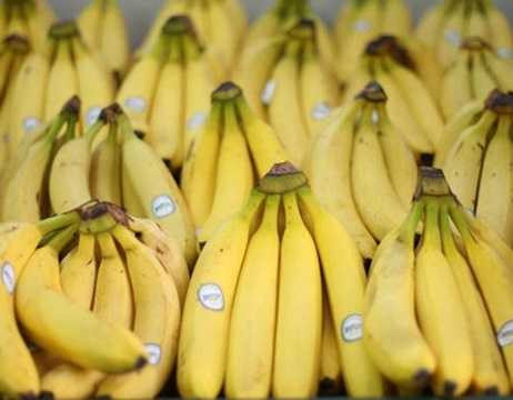 Quy định kích thước chuối: Tại các nước thuộc liên minh châu Âu (EU), những người bán hàng cần nắm rõ quy định rằng, chuối được bày bán phải dài ít nhất 14 cm và dày ít nhất 27 cm. 