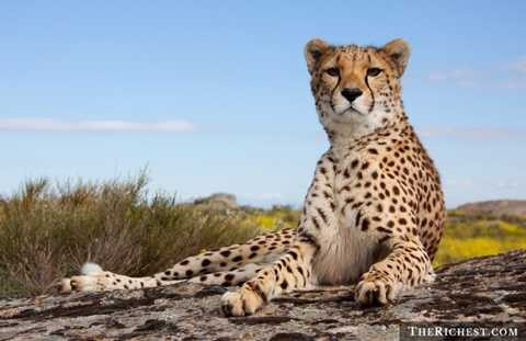 Thú nuôi đặc biệt. Tiêu tốn: > 150.000 USD. Báo, chim ưng, đại bàng, sư tử, hổ ... là những thú nuôi đặc biệt và rất tốn kém, tỉ mẩn để nuôi. Các đại gia Trung Đông luôn là những người dẫn đầu trong việc chơi trội với các vật nuôi thuộc dạng khủng