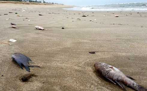 Hiện tượng cá chết bất thường ở miền Trung đang là mối quan tâm của rất nhiều người 