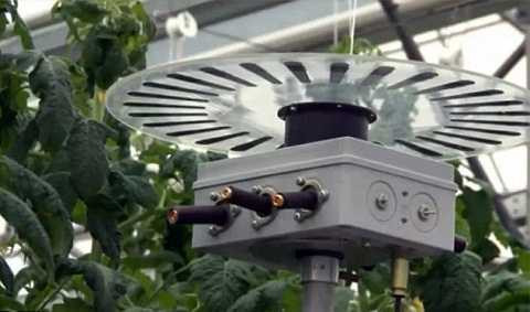 Một nhóm nghiên cứu khác đang khám phá tính năng nông nghiệp của đèn LED. Ảnh Dailymail