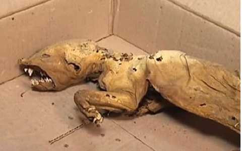 Các chuyên gia vẫn chưa thể xác định hài cốt của sinh vật kỳ lạ này thuộc loài nào. 