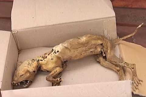 Sinh vật có bộ răng nanh ghê rợn, cổ dài và hai chân trước ngắn.