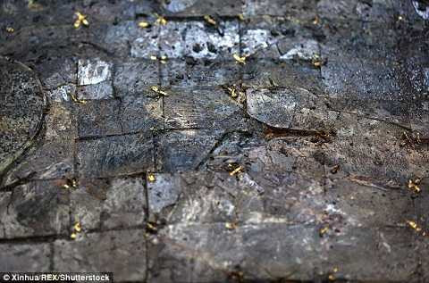 Một số cổ vật giá trị được phát hiện như: đồng tiền vàng, mặt dây chuyền ngọc bích... Một số cổ vật giá trị được phát hiện như: đồng tiền vàng, mặt dây chuyền ngọc bích...