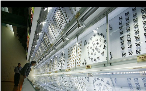 Hiện con côn trùng khổng lồ đang được nuôi dưỡng tại Bảo tàng côn trùng phía Tây Trung Quốc.