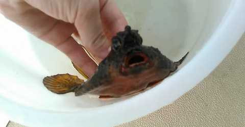 Sinh vật lạ ngoài khơi bờ biển Crystal River, bang Florida. Sinh vật lạ ngoài khơi bờ biển Crystal River, bang Florida.