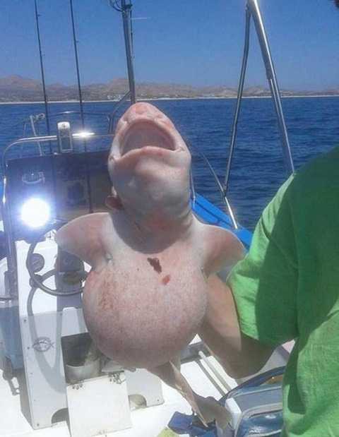 Thân hình ký dị của thủy quái ngoài hành tinh Thân hình ký dị của thủy quái ngoài hành tinh