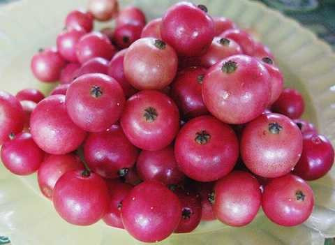 Quả trứng cá là một kháng sinh tự nhiên sẽ chiến đấu lại các vi khuẩn Quả trứng cá là một kháng sinh tự nhiên sẽ chiến đấu lại các vi khuẩn