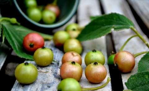 Một 100g của quả trứng cá tương đương 150mg vitamin C Một 100g của quả trứng cá tương đương 150mg vitamin C