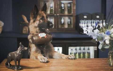 Những chú chó thông minh được huấn luyện kỹ càng để phục vụ khách hàng một cách chu đáo và thân thiện nhất. Những chú chó thông minh được huấn luyện kỹ càng để phục vụ khách hàng một cách chu đáo và thân thiện nhất.