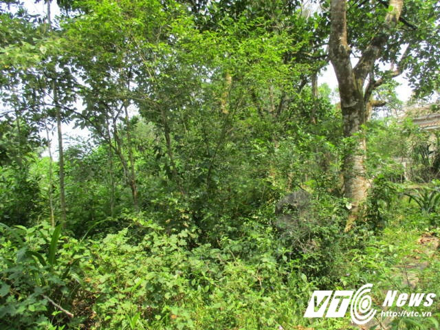 Dưới mỗi gốc cây được cho là nơi Ngô Đình Cẩn chôn xác những kẻ chống đối.