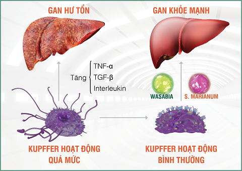 Tinh chất Wasabia và S.Marianum có trong HEWEL kiểm soát hoạt động tế bào Kupffer, chủ động chống độc, bảo vệ gan từ gốc.