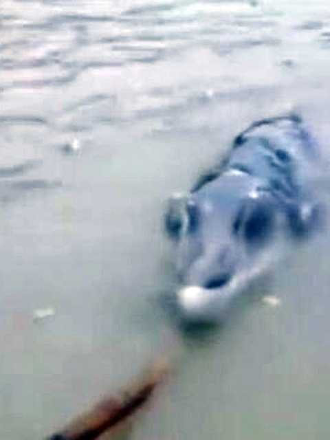 Theo các chuyên gia, đây là loài cá voi có mỏ. Ảnh The Mirror