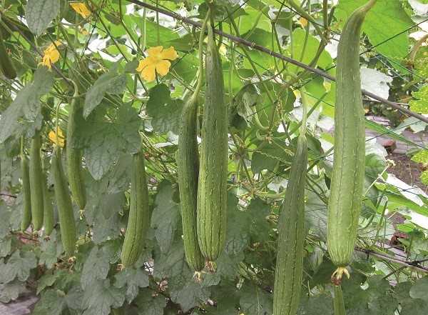 Quả mướp có nhiều công dụng chữa bệnh rất tuyệt vời