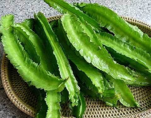 Không chỉ là một loại rau, đậu rồng còn là một vị thuốc chữa đau dạ dày rất hiệu quả.
