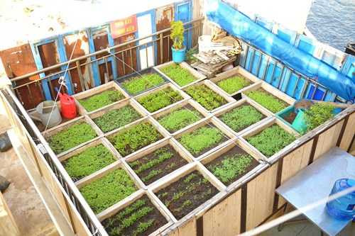 Ấn tượng vườn rau và nhà giàn DK1 của lính đảo Trường Sa