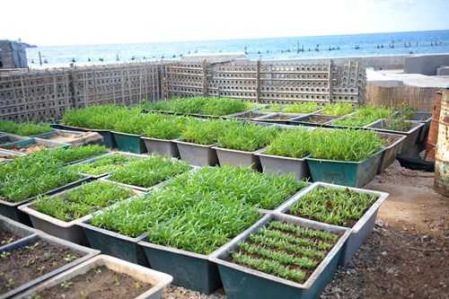 Ấn tượng vườn rau và nhà giàn DK1 của lính đảo Trường Sa