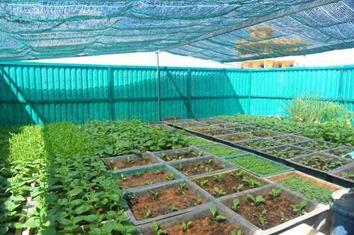 Ấn tượng vườn rau và nhà giàn DK1 của lính đảo Trường Sa