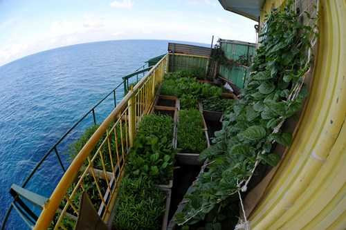 Ấn tượng vườn rau và nhà giàn DK1 của lính đảo Trường Sa