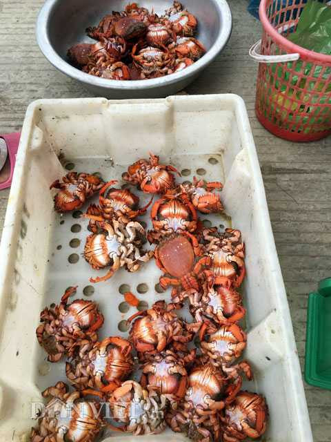 Với chất lượng thịt thơm ngon, hiện giá cua huỳnh đế như thế này được bán với giá khoảng 600.000 đồng/kg