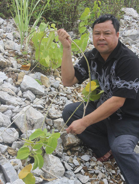  Dây chữa đau nhức xương