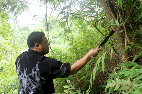 Ông lang Út lấy thuốc trong rừng