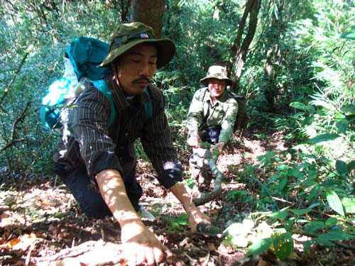 Anh Thanh trong một lần leo núi lấy thuốc.