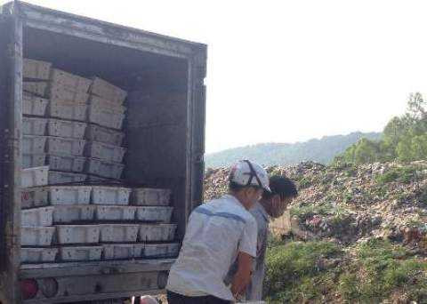 Cá chết thối được cơ quan chức năng tỉnh Thanh Hóa bắt giữ và tiêu hủy. Cá chết thối được cơ quan chức năng tỉnh Thanh Hóa bắt giữ và tiêu hủy.