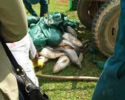 Cá chết nhiều tại nhà ông Ý (xã Thạch Định, Thạch Thành, Thanh Hóa). Ảnh Trọng Phú Cá chết nhiều tại nhà ông Ý (xã Thạch Định, Thạch Thành, Thanh Hóa). Ảnh Trọng Phú