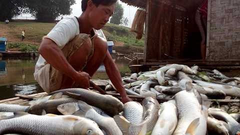 Nhiều gia đình ven sông Bưởi (Thanh Hóa) sạt nghiệp vì cá chết hàng loạt. Nhiều gia đình ven sông Bưởi (Thanh Hóa) sạt nghiệp vì cá chết hàng loạt.