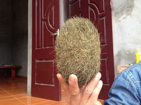 Vật thể lạ này trông rất giống với Cát lợn mà một người dân Trung Quốc đã tìm ra trước đó và đã được định giá 21 tỷ đồng. Vật thể lạ này trông rất giống với Cát lợn mà một người dân Trung Quốc đã tìm ra trước đó và đã được định giá 21 tỷ đồng.