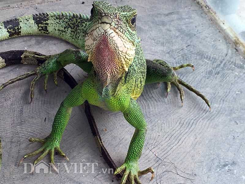 Thịt rồng đất 400.000 đồng/kg thành đặc sản hút khách