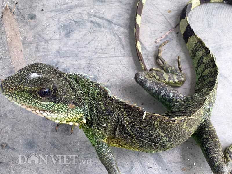 Thịt rồng đất 400.000 đồng/kg thành đặc sản hút khách