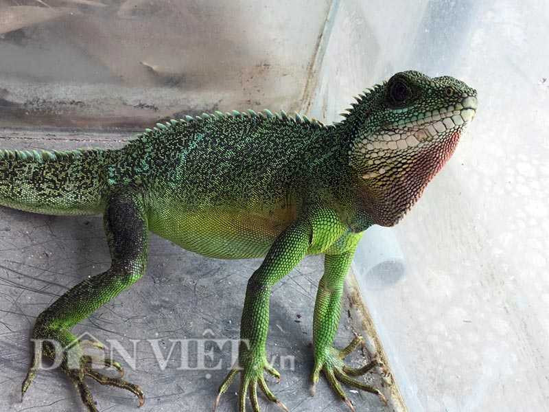 Kỳ tôm có nhiều màu sắc trên da và gai trên lưng