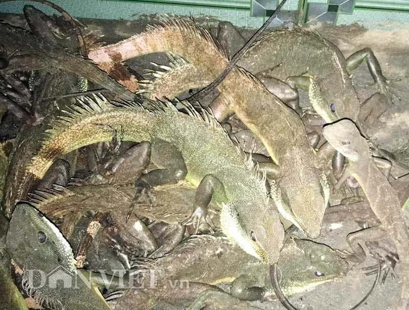 Thịt rồng đất 400.000 đồng/kg thành đặc sản hút khách