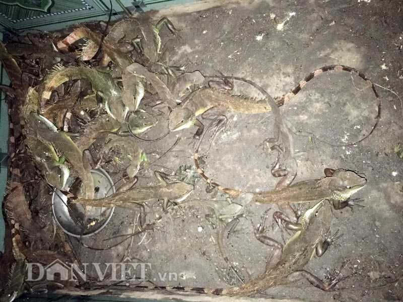  Kỳ tôm bắt được đang nhốt trong hồ xi măng để bán cho khách