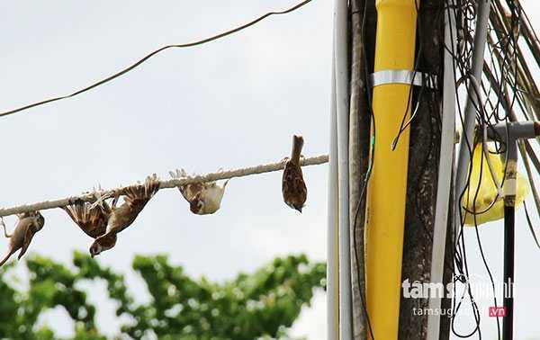 Ông C. đi săn được hàng trăm con chim sẻ mỗi ngày