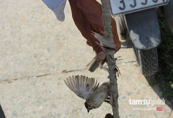 Thợ săn chim sẻ đang gỡ sạch lông chim trên cần bẫy để đi săn tiếp