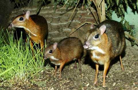 Chuột hươu Chuột hươu