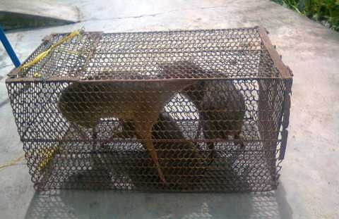 Chuột hươu bị lâm tặc rao bán Chuột hươu bị lâm tặc rao bán