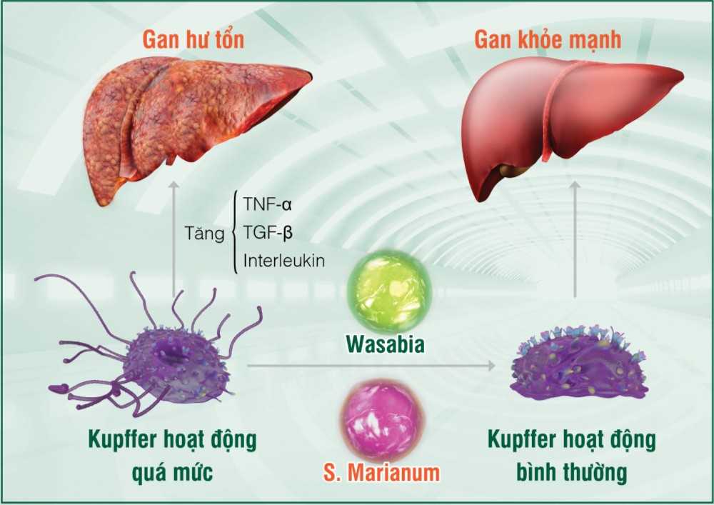 Tinh chất Wasabia và S. Marianum (có trong HEWEL) giúp kiểm soát hoạt động tế bào Kupffer, từ đó giúp phòng, trị hiệu quả các bệnh lý gan từ gốc