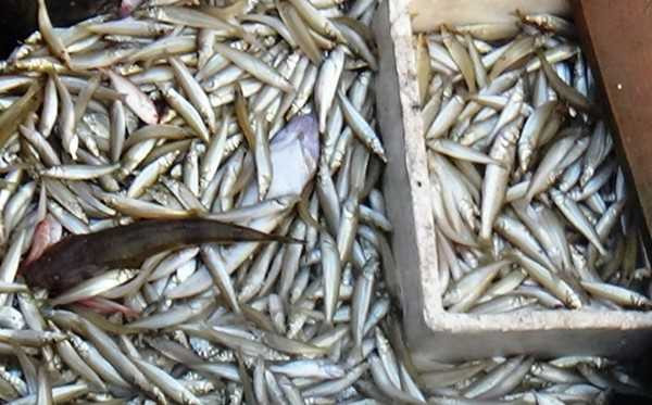 Cả tấn cá Đục suýt được vận chuyển lên huyện miền núi Quảng Bình để tiêu thụ.