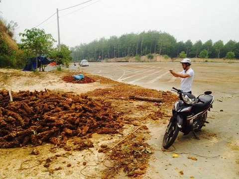 Hình ảnh cây Cu Li bỏ tại tuyến đường