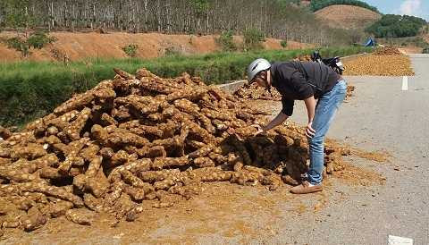 Loại cây Cu Li được thương lái thu mua ồ ạt