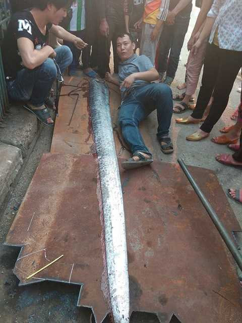 Con dá có chiều dài gần 4m, đường kính 30cm Con dá có chiều dài gần 4m, đường kính 30cm