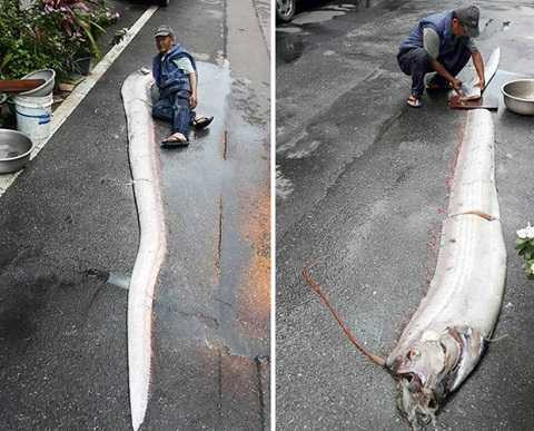 Sinh vật kỳ lạ xuất hiện sau cơn động đất ở Đài Loan.