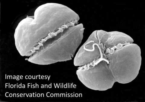Karenia brevis có thể tạo ra một số độc tố nguy hiểm Karenia brevis có thể tạo ra một số độc tố nguy hiểm