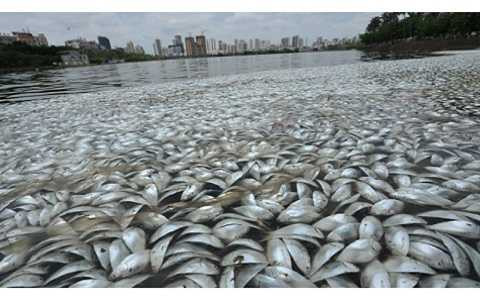 35 tấn cá nổi lên mặt hồ khiến người dân địa phương hoang mang. 35 tấn cá nổi lên mặt hồ khiến người dân địa phương hoang mang.