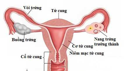 Lạm dụng thuốc ngừa thai khẩn cấp sẽ hạn chế sự phát triển và rụng trứng, teo niêm mạc tử cung...