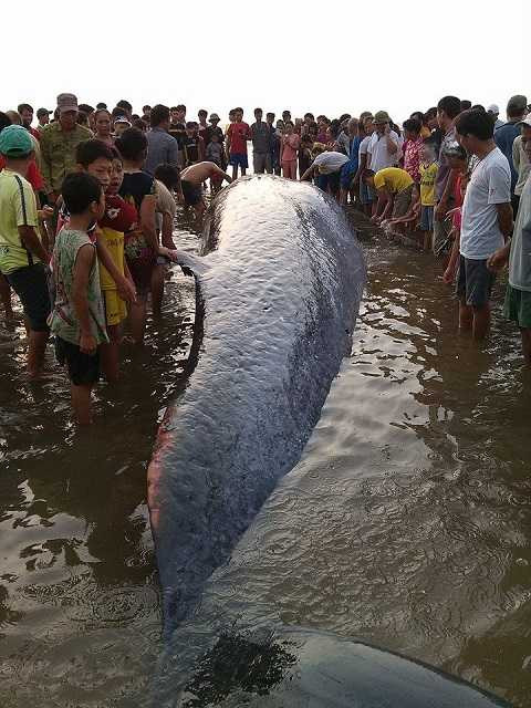 Con cá voi dài khoảng 15m đang mắc cạn 